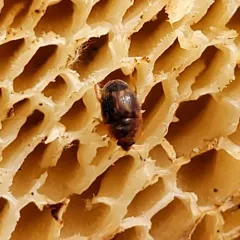 Strawberry Sap Beetle thumbnail 2