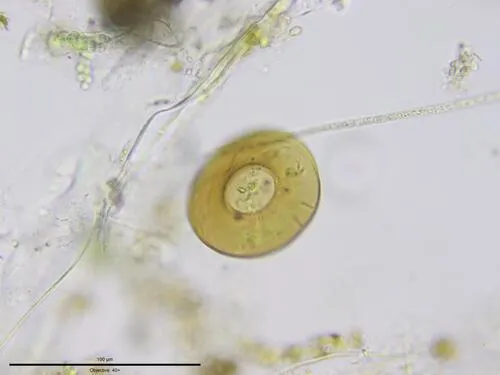 Galeripora discoides
