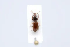 Clivina collaris thumbnail 2