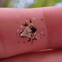 Arrowhead Orbweaver thumbnail 4