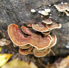 Stereum fasciatum thumbnail 2