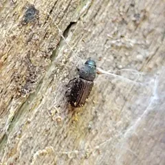 Stenoscelis brevis thumbnail 2