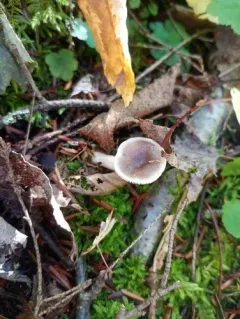Lactarius mucidus thumbnail 3