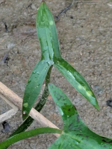 hooded arrowhead