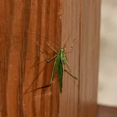 Treetop Bush Katydid thumbnail 4