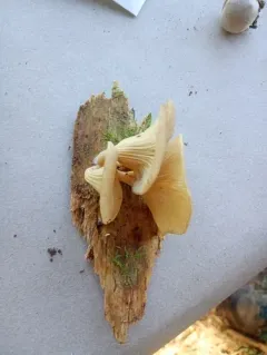 streaked clitocybe thumbnail 4