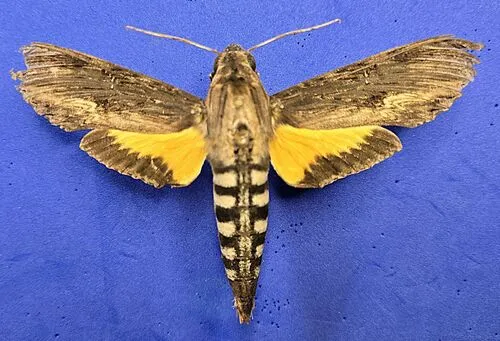Alope Sphinx