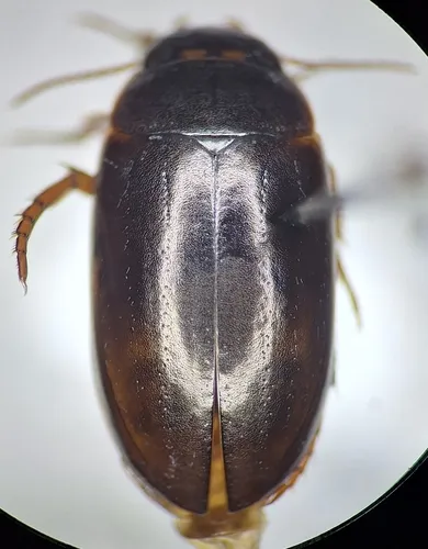 Ilybius verisimilis