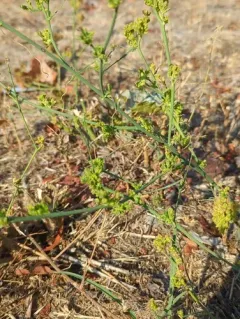 skeletonweed gall mite thumbnail 2