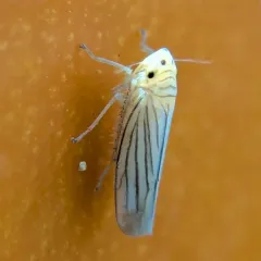 Plesiommata tripunctata thumbnail 2