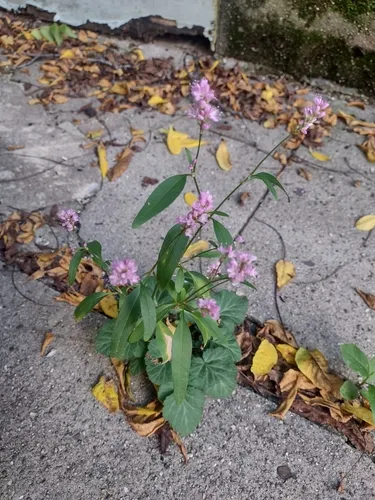 Pink Smartweed