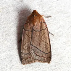 Unsated Sallow thumbnail 4