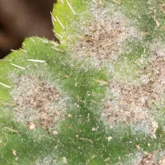 Podosphaera macrospora thumbnail 3
