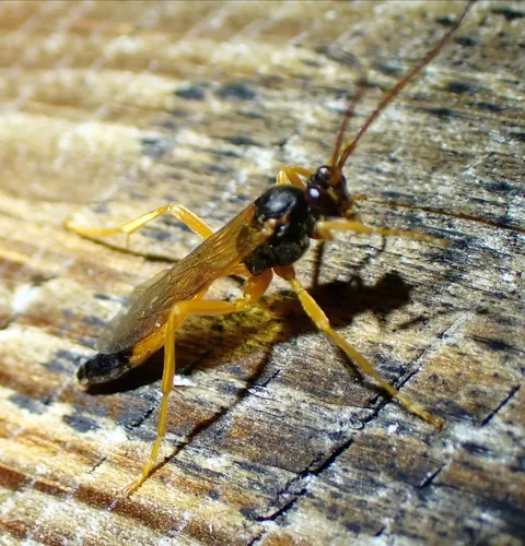 Neamblymorpha milva
