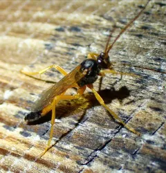 Neamblymorpha milva thumbnail 1