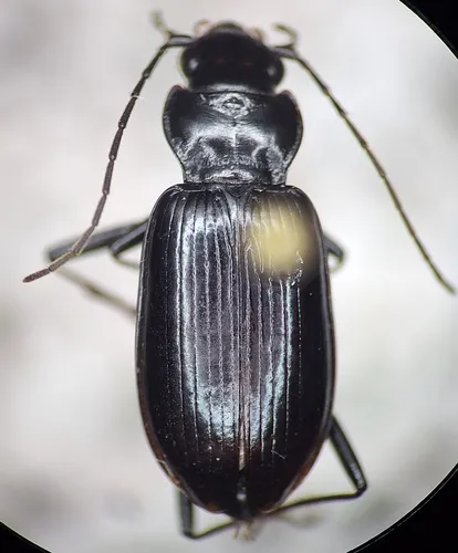 Alps Ground Beetle