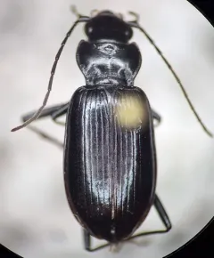 Alps Ground Beetle thumbnail 1
