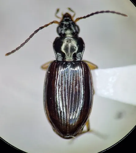 Iridescent Riverbank Ground Beetle