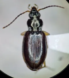 Iridescent Riverbank Ground Beetle thumbnail 1