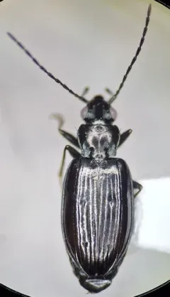 Bembidion planiusculum thumbnail 1