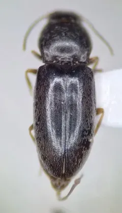 Large-chested Click Beetle thumbnail 2