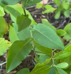 wavy-leaf aster thumbnail 4