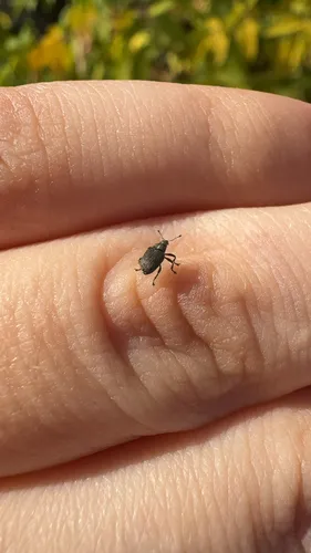 Cabbage seed Weevil
