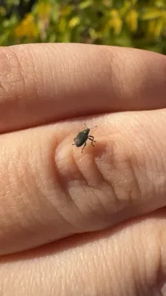 Cabbage seed Weevil thumbnail 1
