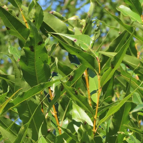 shining willow