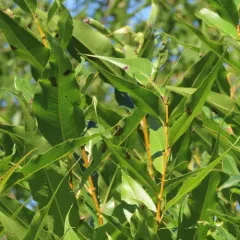 shining willow thumbnail 1