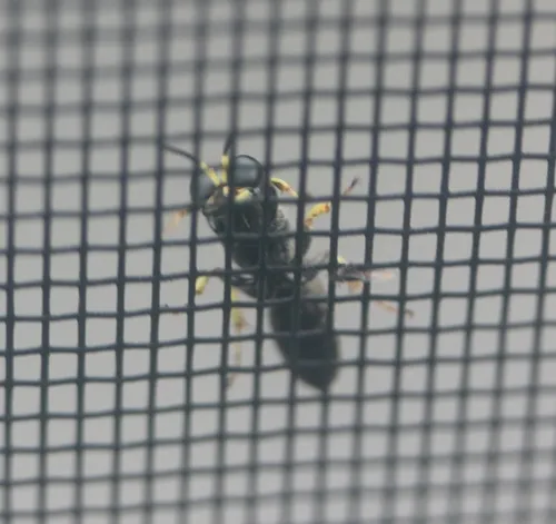 Ectemnius ruficornis