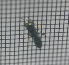 Ectemnius ruficornis thumbnail 1