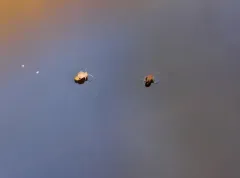 Dicyrtomina minuta thumbnail 2