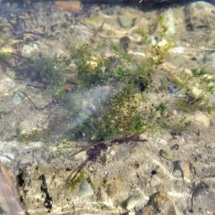 delicate stonewort thumbnail 1
