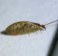 brown pine lacewing thumbnail 1