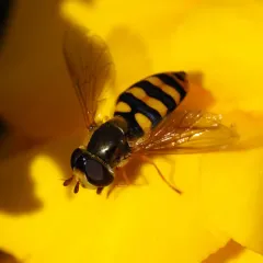 Broad-banded Aphideater thumbnail 2