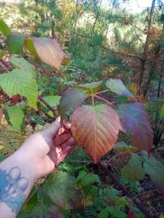 Old Field Blackberry thumbnail 1