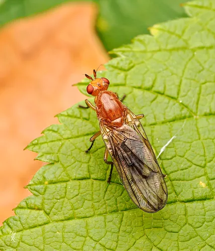 Dryope decrepita