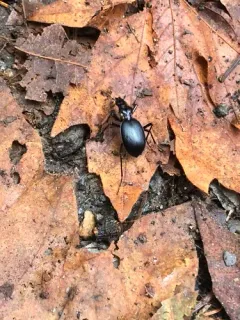 Angular Snail-eating Beetle thumbnail 3