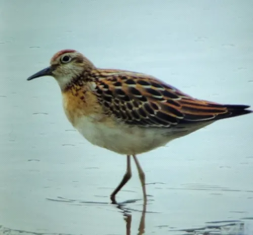 Sharp-tailed Sandpiper