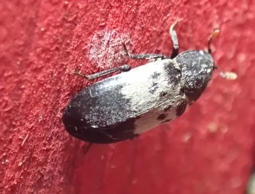 Dermestes reductus