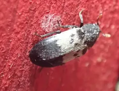 Dermestes reductus thumbnail 1