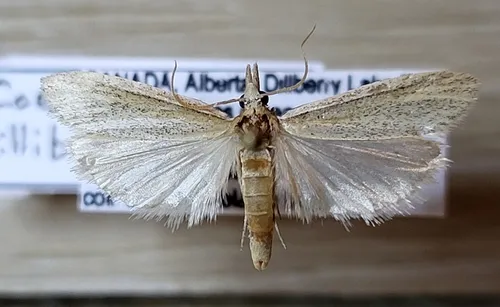 Dune Panic Grass Moth
