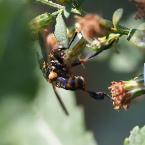 Trichopoda plumipes