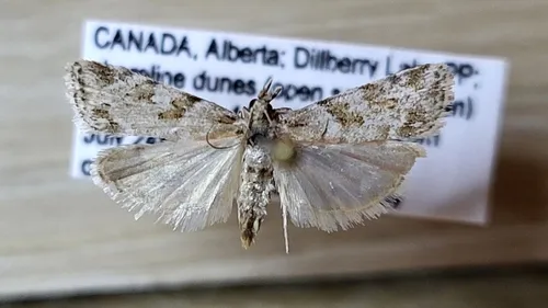 Eudonia albertalis
