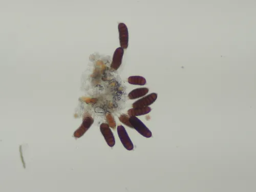 Phragmidium occidentale