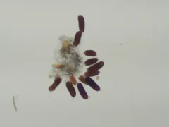 Phragmidium occidentale thumbnail 1
