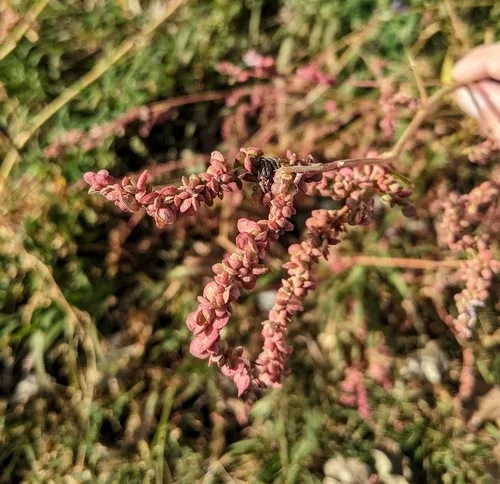 Russian atriplex