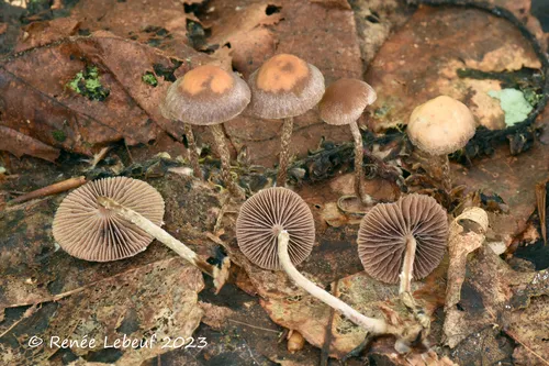 Deconica phyllogena