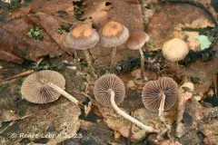 Deconica phyllogena thumbnail 1